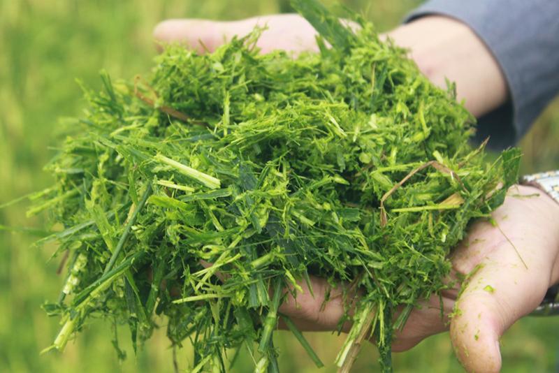 Кормоуборочный трактор 4QZ